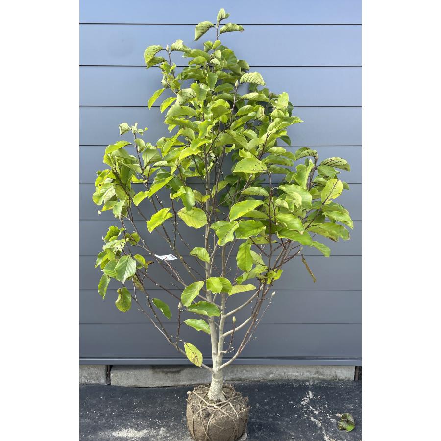 紫花モクレン アレキサンドリア 約1.9m 現品発送 特大植木苗木 赤紫