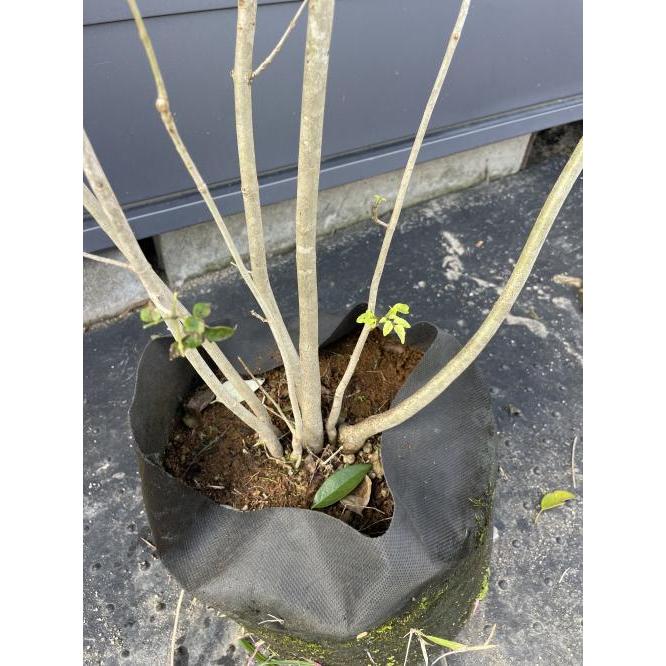 アオダモ 株立ち 約1.4m 現品発送 植木 特大苗木 大苗 マルバ アオダモ 株立ち 約1.4m 現品発送 植木 特大苗木 大苗 マルバ