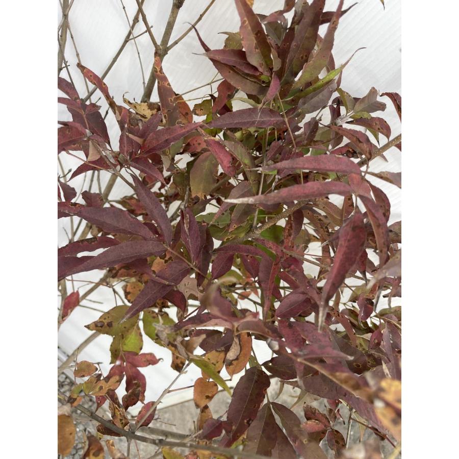 アオダモ 株立ち 約1.4m 現品発送 植木 特大苗木 大苗 マルバ アオダモ 株立ち 約1.4m 現品発送 植木 特大苗木 大苗 マルバ