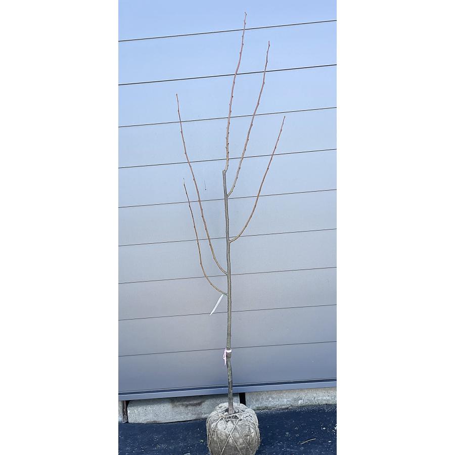 栗の木5000円 しまんと地栗5,000本植樹プロジェクト | 四万十ドラマ通販サイト