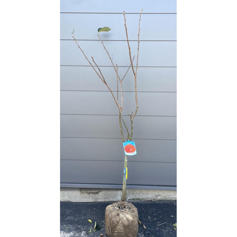 種苗登録品種柿の木 すなみ 約1.5m 現品発送 特大株 植木苗木大苗