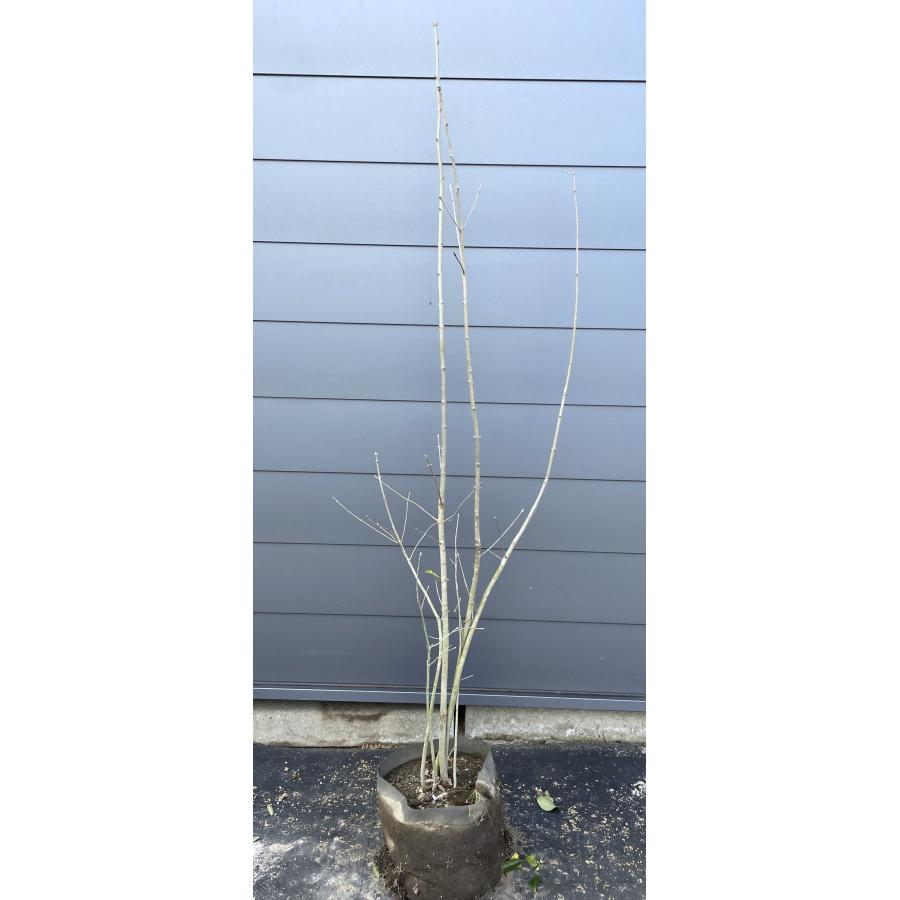 アオダモ 5本株立ち 約1.8m 現品発送 特大株 植木苗木大苗 マルバ