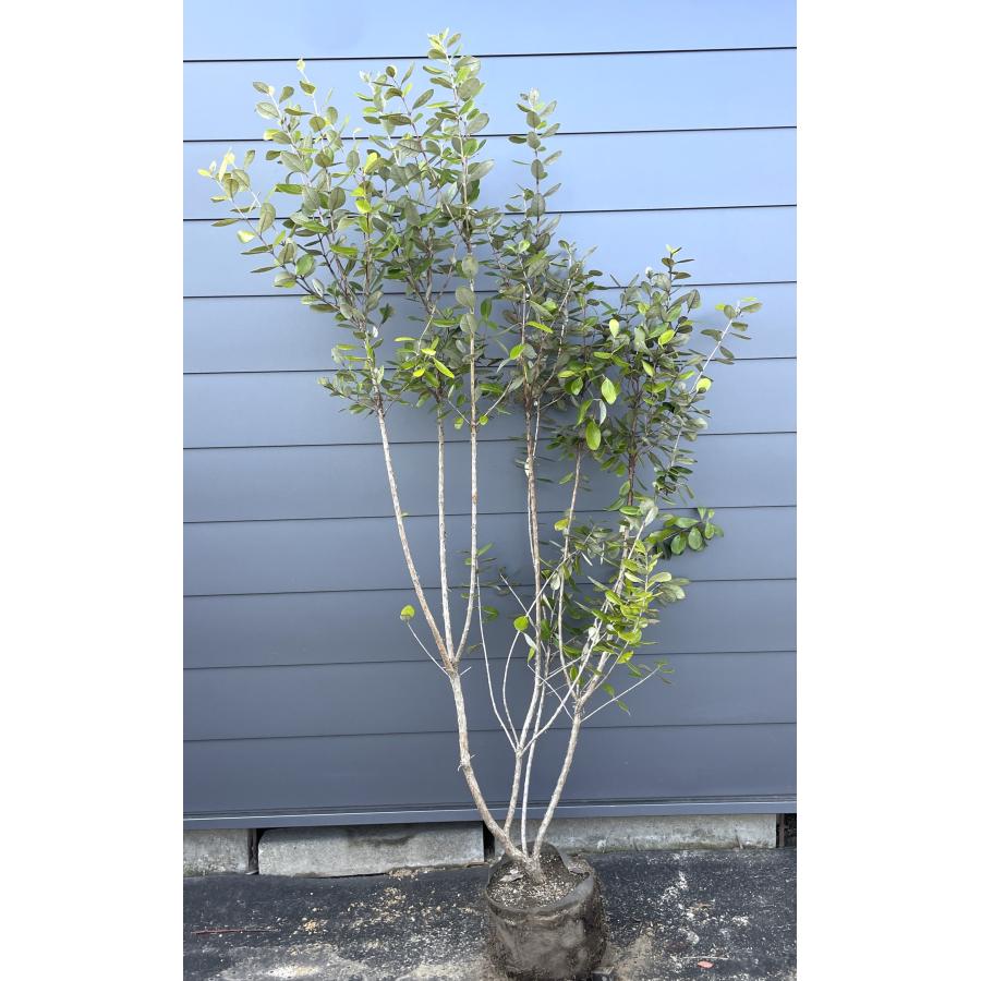 フェイジョア 株立ち 約2m 現品発送 超特大株 植木 苗木 大苗 フェイジョア 株立ち 約2m 現品発送 超特大株 植木 苗木 大苗