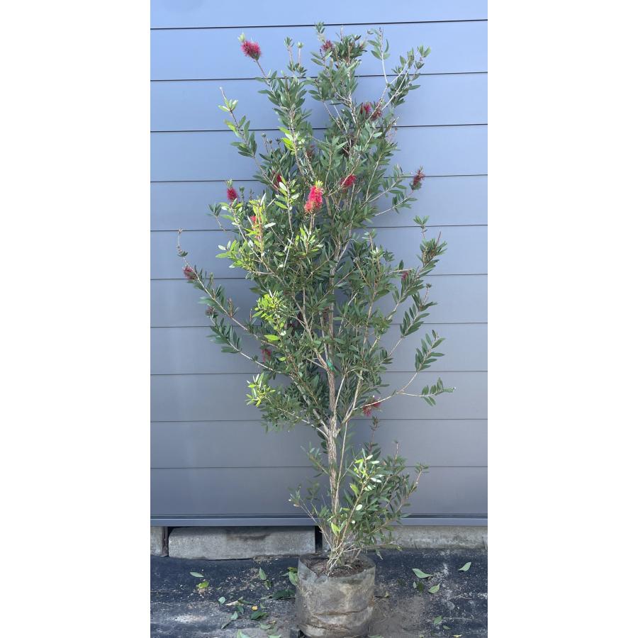 ブラシの木　植木 ブラシの木 フォスター 約2.1m 現品発送 特大株 植木 苗木 大苗