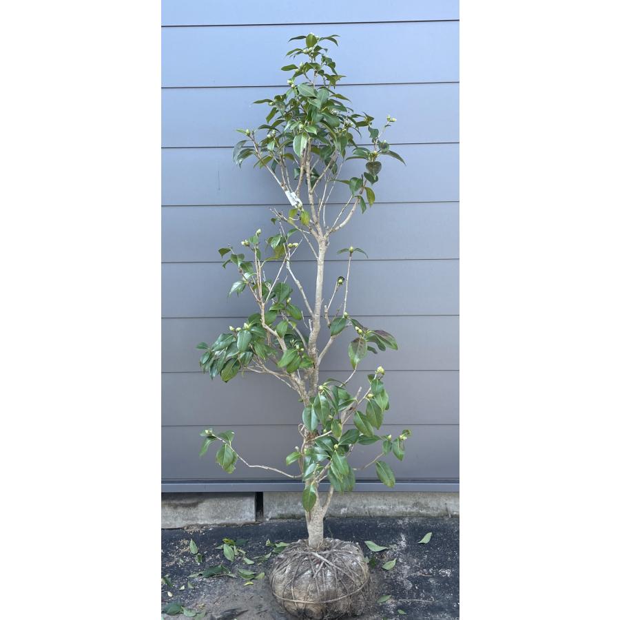 椿の木 吹上絞り 約1.6m 現品発送 特大植木苗木大苗 吹上シボリ