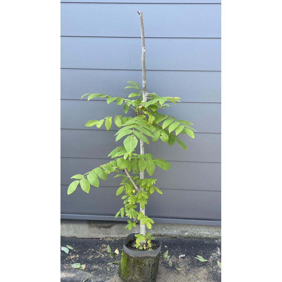 鬼クルミの木 約1.5m 現品発送 超特大株 植木苗木 大苗 果樹
