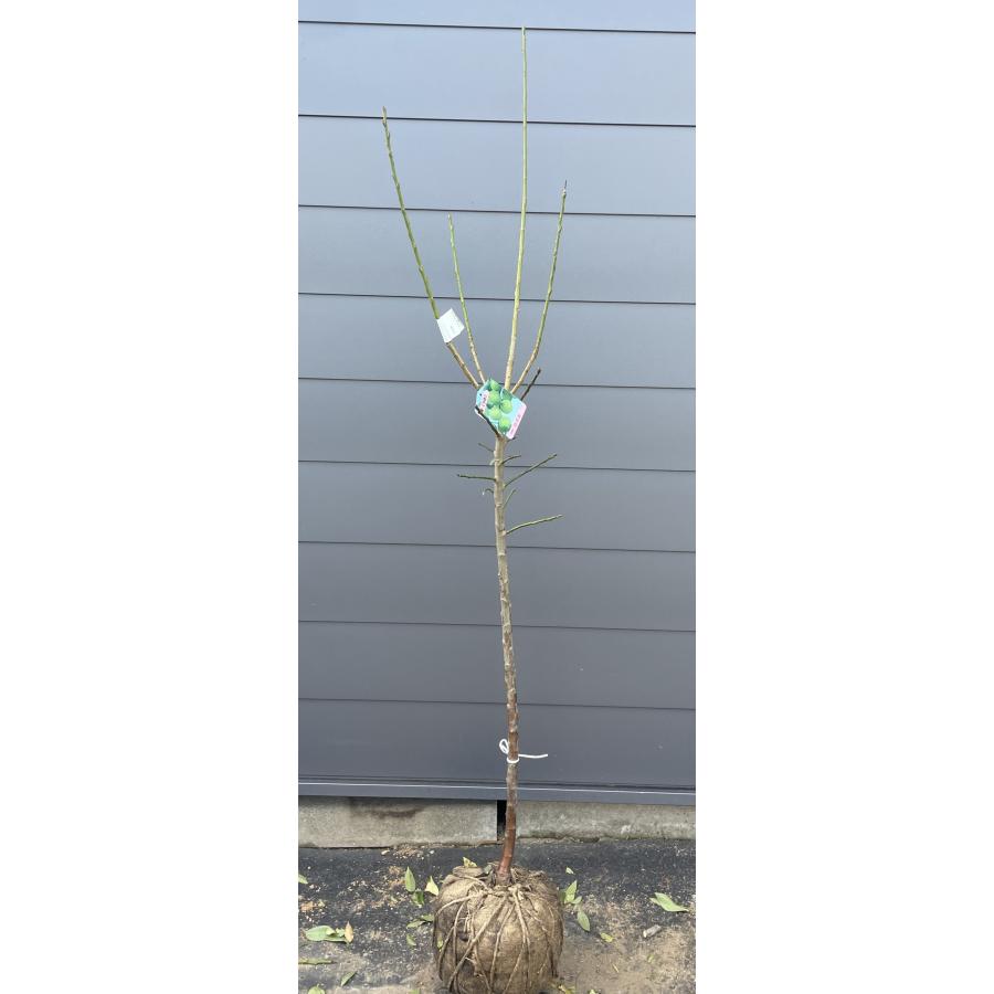 白加賀梅の木 約1.9m 現品発送 特大株 植木苗木大苗 大実梅 花も