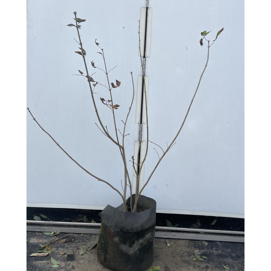 アオダモ 7本株立ち 約1.2m 現品発送 植木 特大苗木 大苗 マルバ