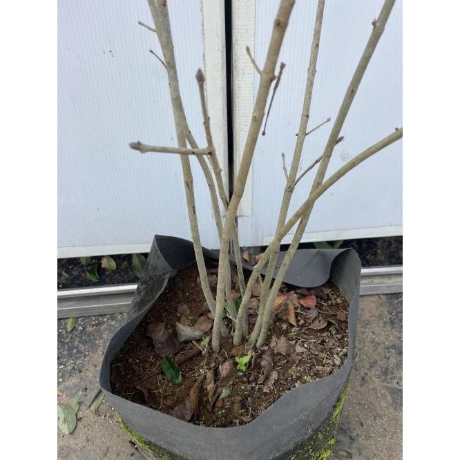 アオダモ 7本株立ち 約1.2m 現品発送 植木 特大苗木 大苗