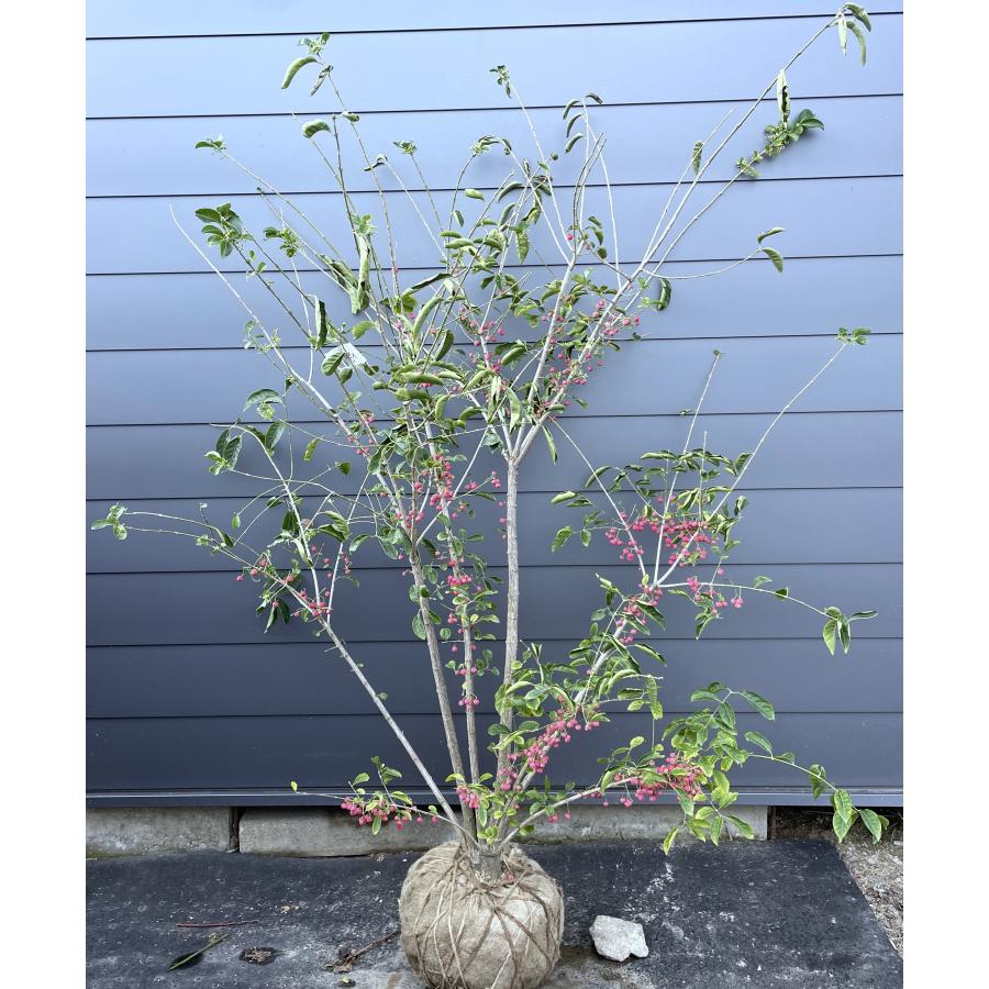 山採りツリバナマユミ 希少。切り戻し本株立2.7M(鉢底から) 楽天市場】【ツリバナマユミ】 ニシキギ科 株立ち 自然風樹形 樹高H