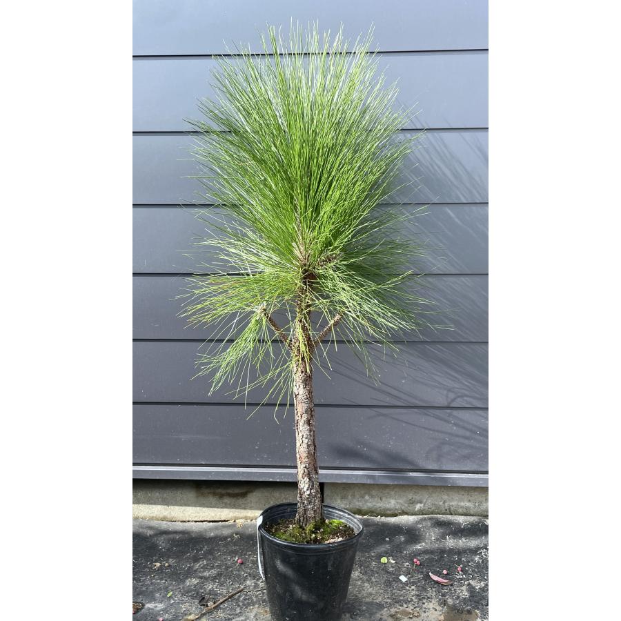 大王松 約1.4m 現品発送 特大株 植木苗木大苗 ダイオウショウ 大王松 約1.4m 現品発送 特大株 植木苗木大苗 ダイオウショウ