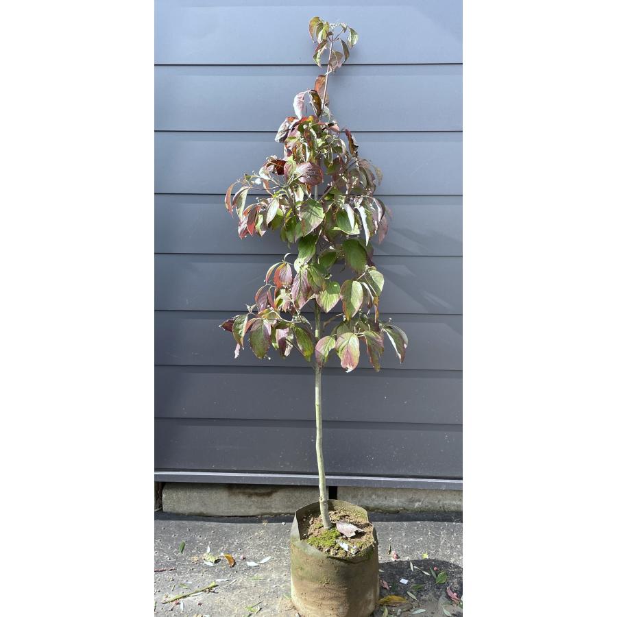 赤花ハナミズキ チェロキーチーフ 約1.7m 現品発送 花水木 特大株