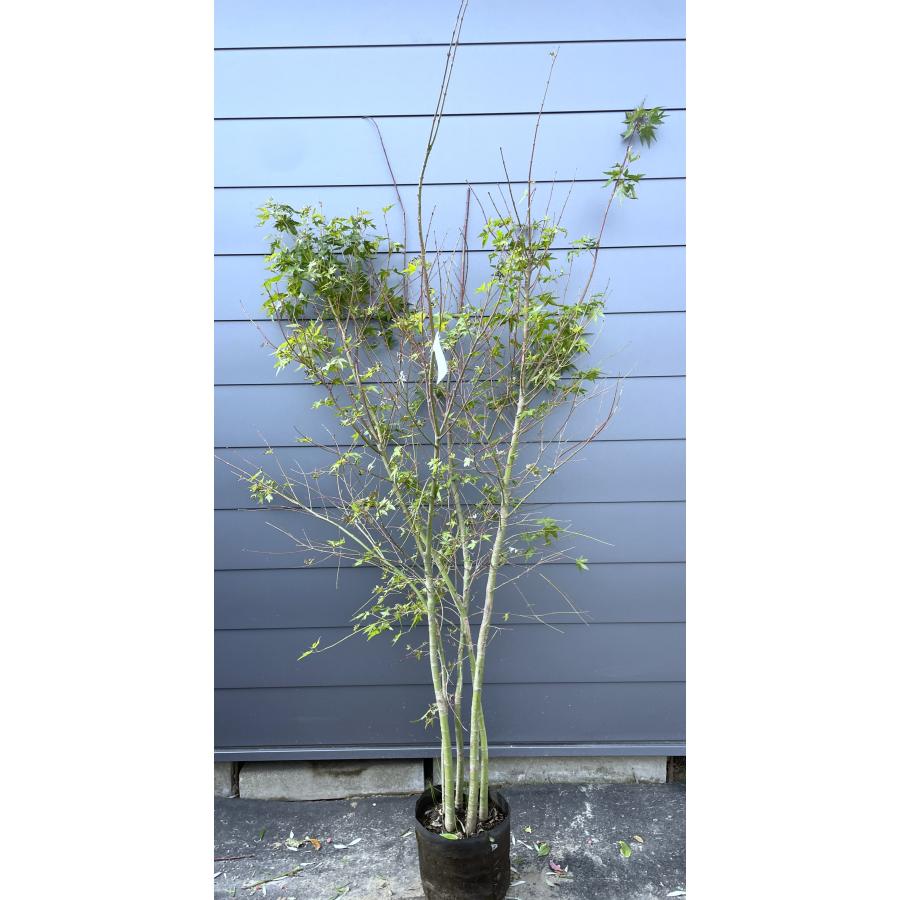 山モミジ 5本株立ち 約2.1m 現品発送 美樹形株 特大苗木 植木 大苗 