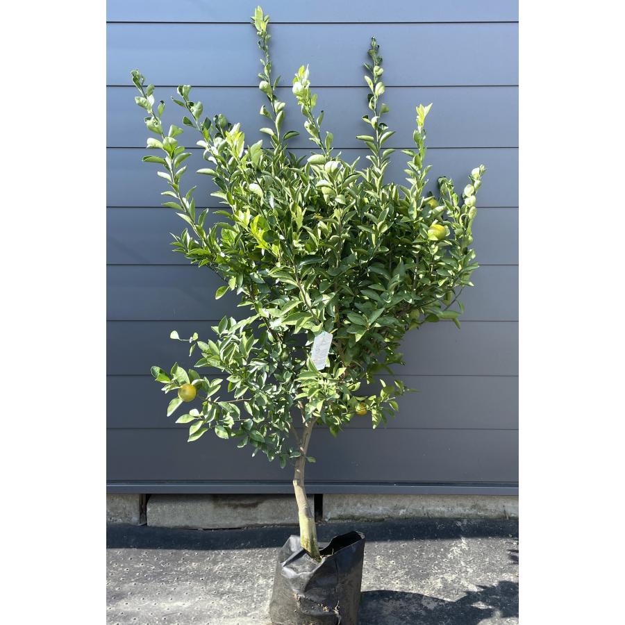 種無しみかんの木 桜島小みかん 約1.7m 現品発送 特大株 植木 種無しみかんの木 桜島小みかん 約1.7m 現品発送 特大株 植木