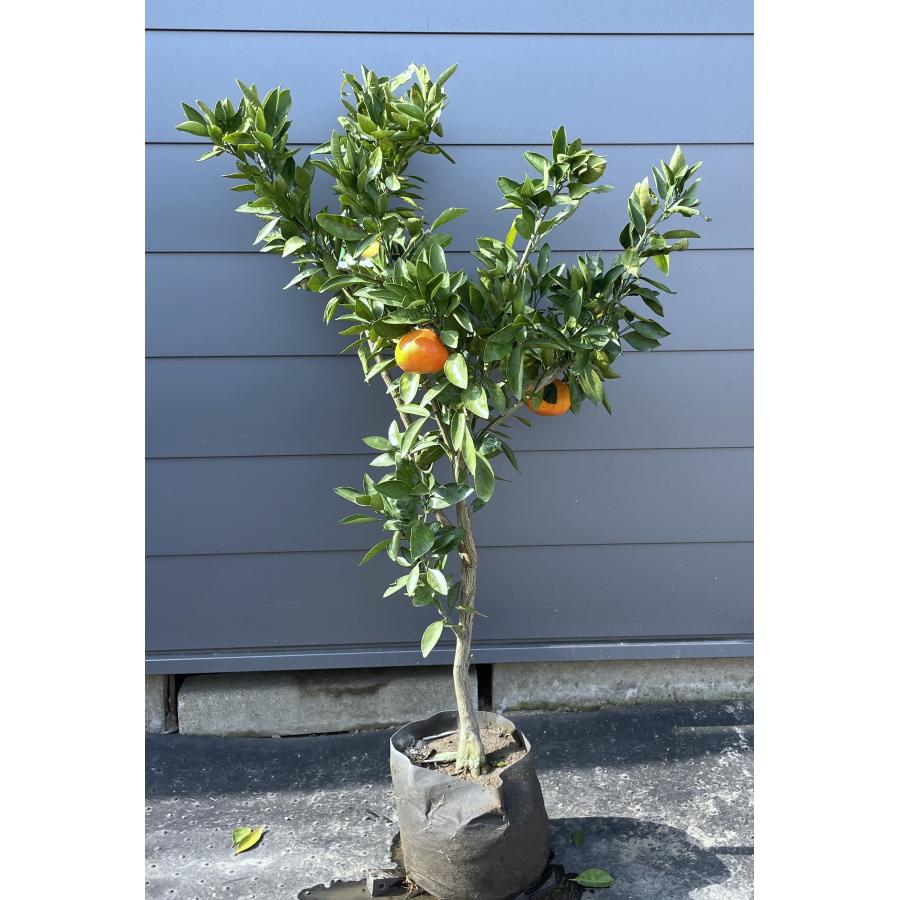 温州みかんの木 小原紅早生 約1.2m 現品発送 特大株 植木 苗木 温州みかんの木 小原紅早生 約1.2m 現品発送 特大株 植木 苗木