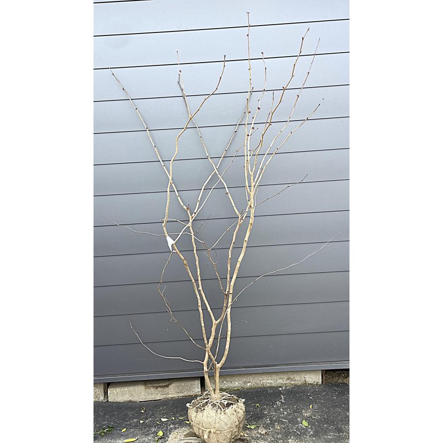 マルバノキ 株立ち 2.2m 現品発送 マルバの木 超特大株 植木 苗木