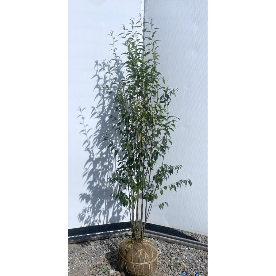 ハイノキ 6本株立ち 約1.7m 現品発送 特大植木苗木 灰の木 常緑樹 シンボルツリー 送料無料 : 大福樹苗園 - 通販 - Yahoo ...