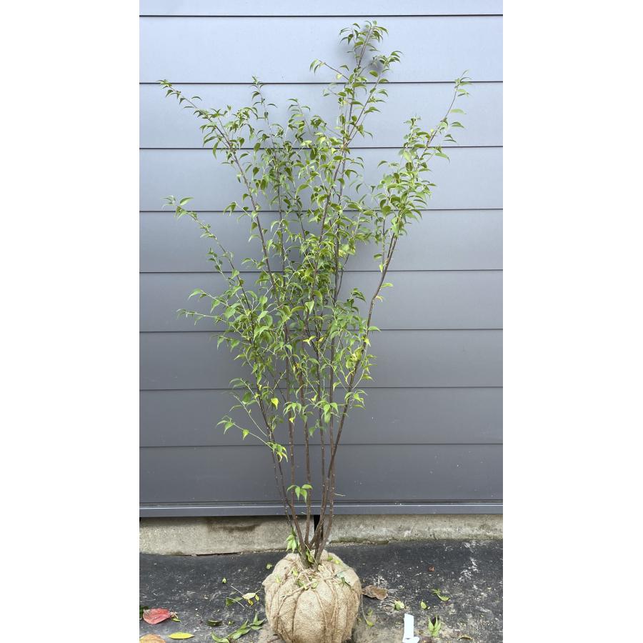 ハイノキ 6本株立ち 約1.7m 現品発送 特大植木苗木 灰の木 常緑樹 シンボルツリー 送料無料 : 大福樹苗園 - 通販 - Yahoo ...