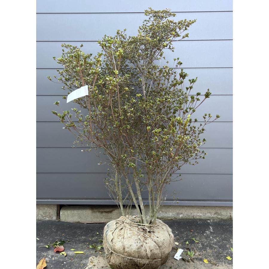 紫花 八重咲きツツジ 胡蝶の舞 約1.5m 株立ち 現品発送 久留米ツツジ