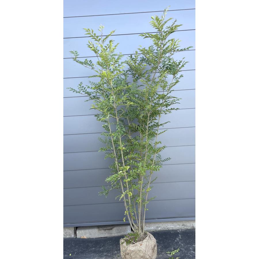 約2〜3メートルのシマトネリコ　常緑樹 約2〜3メートルのシマトネリコ 常緑樹 楽天市場】シマトネリコ 3mの通販