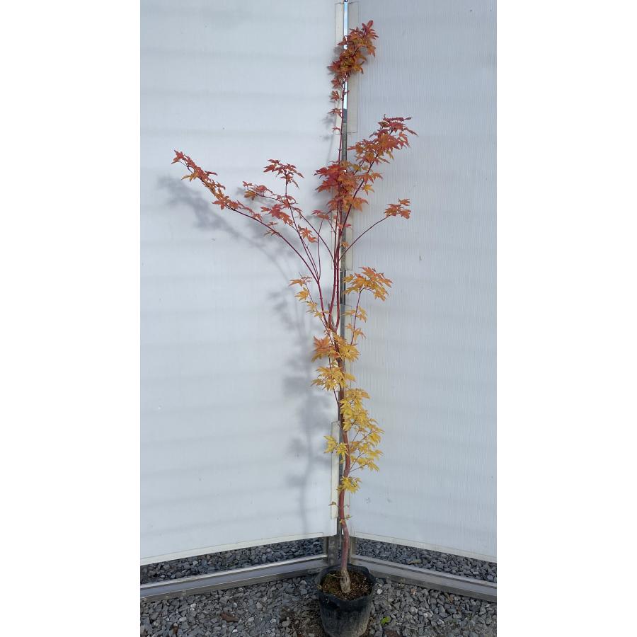 サンゴモミジ 約1.7m 現品発送 特大株 植木苗木 珊瑚モミジ 珊瑚紅葉
