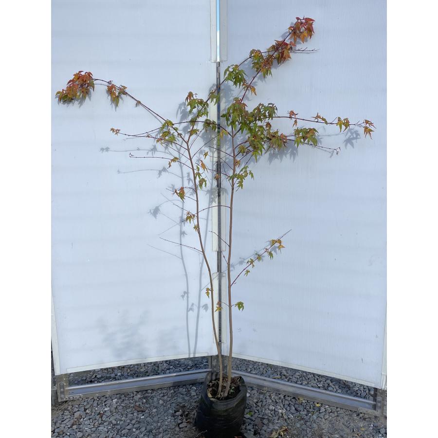 イロハモミジ 2本株 約1.6m 現品発送 特大株 植木苗木大苗 いろは