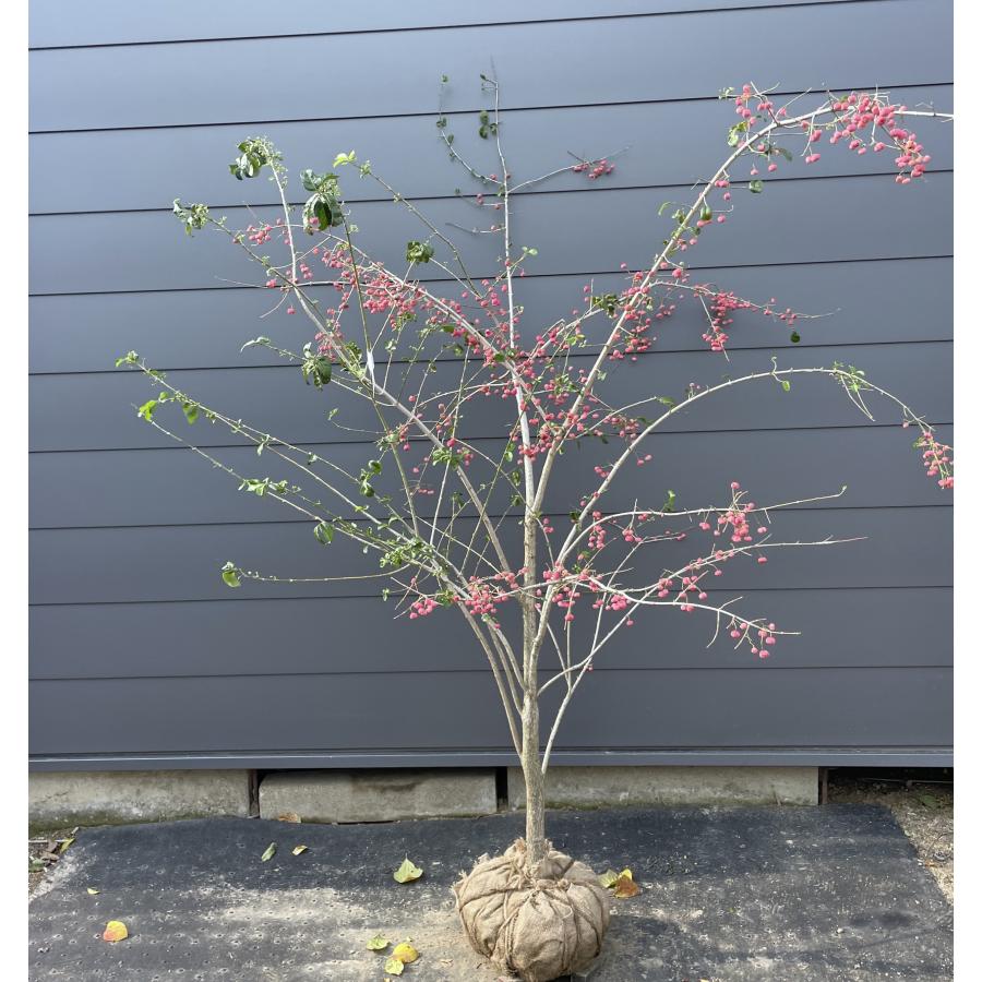 マユミ 約1.8m 現品発送 特大株 植木苗木 ピンクのツリバナマユミ