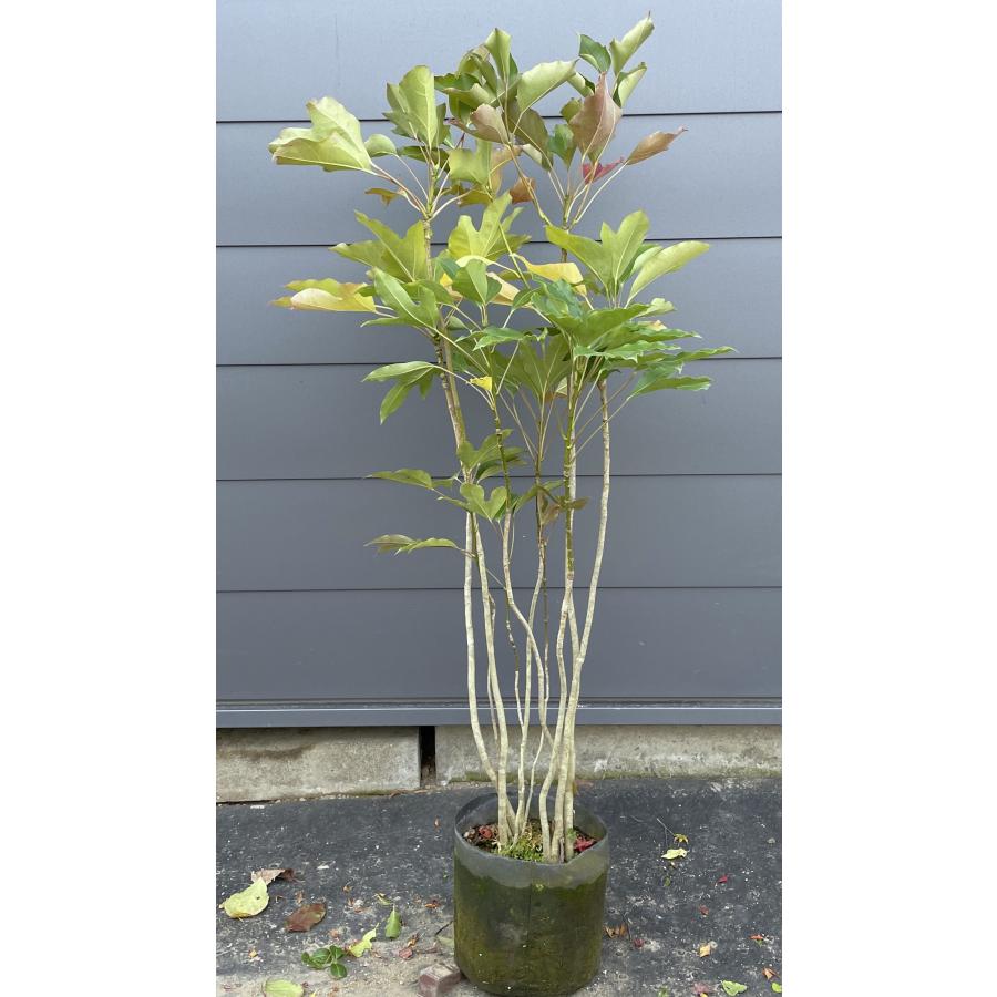 カクレミノ 7本株立ち 約1.2m 現品発送 特大株 植木苗木大苗 隠れ蓑