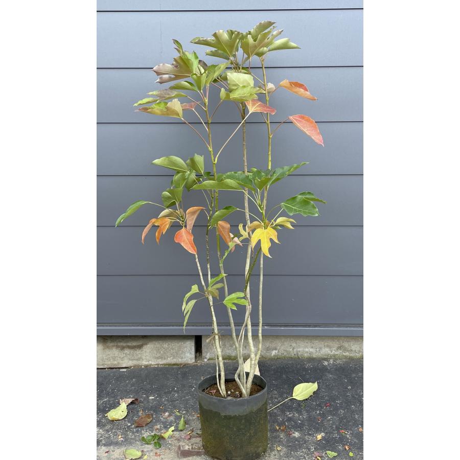 カクレミノ 6本株立ち 約1.2m 現品発送 特大株 植木苗木大苗 隠れ蓑