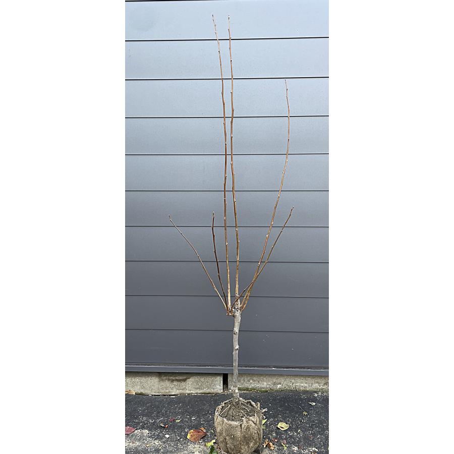 太秋柿の木 約1.9m 現品発送 特大株 大秋柿 大苗 植木苗木 ジャンボ甘