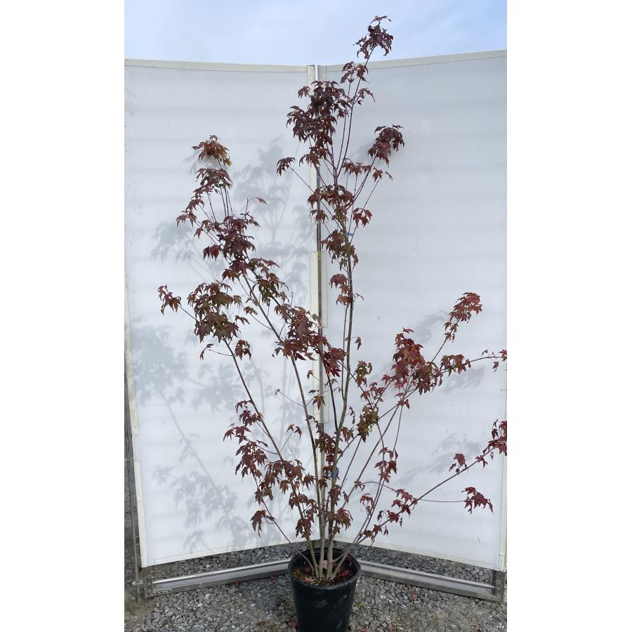 鉢植えイロハモミジ 株立ち 約2m 現品発送 特大株 植木苗木大苗