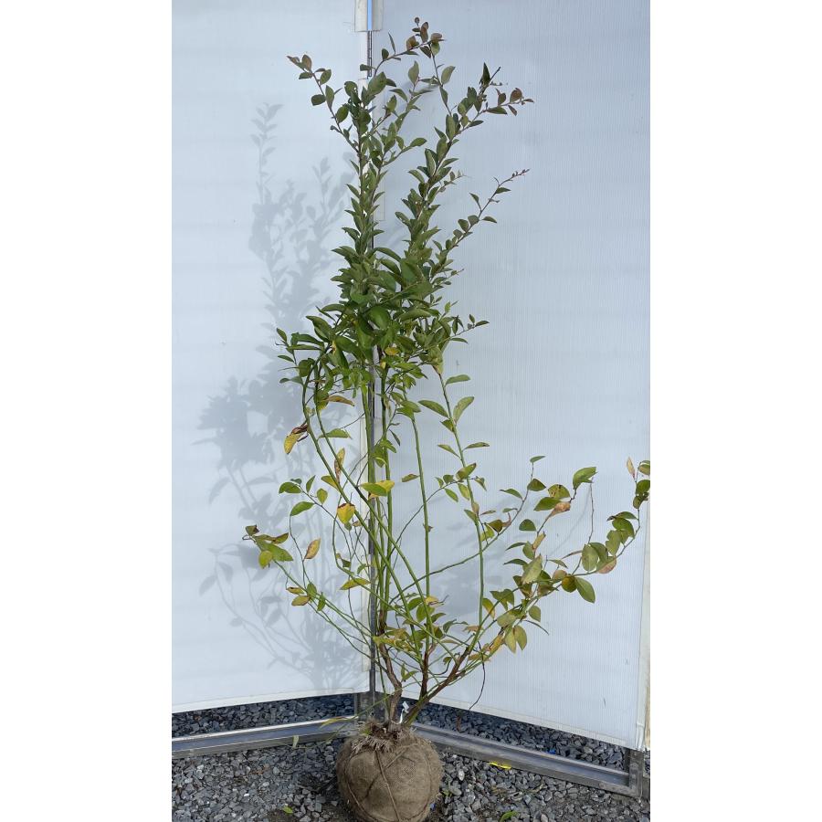 ブルーベリー バルドウィン 株立ち 約1.8m 現品発送 特大株 植木 苗木