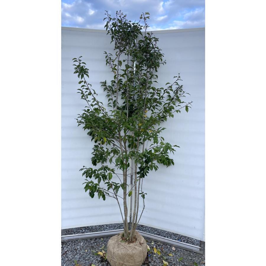 ソヨゴの木 4本株立ち 約2m 現品発送 美樹形株 特大株 植木苗木 赤い