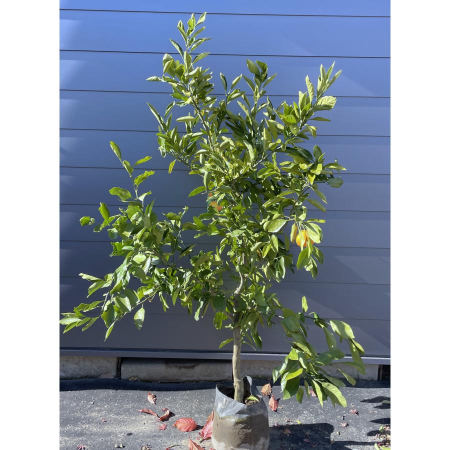 温州みかんの木 日南早生 約1.8m 現品発送 日南1号 特大植木苗木大苗