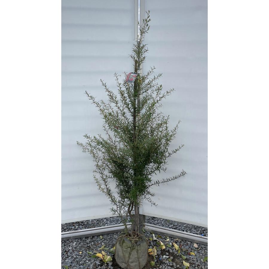 ［015］特価！値下げ 特大 グレビレア プーリンダピーター オージープランツ　 花苗 観葉植物：グレビレア ピーター*6号 プーリンダピーター : 遊恵