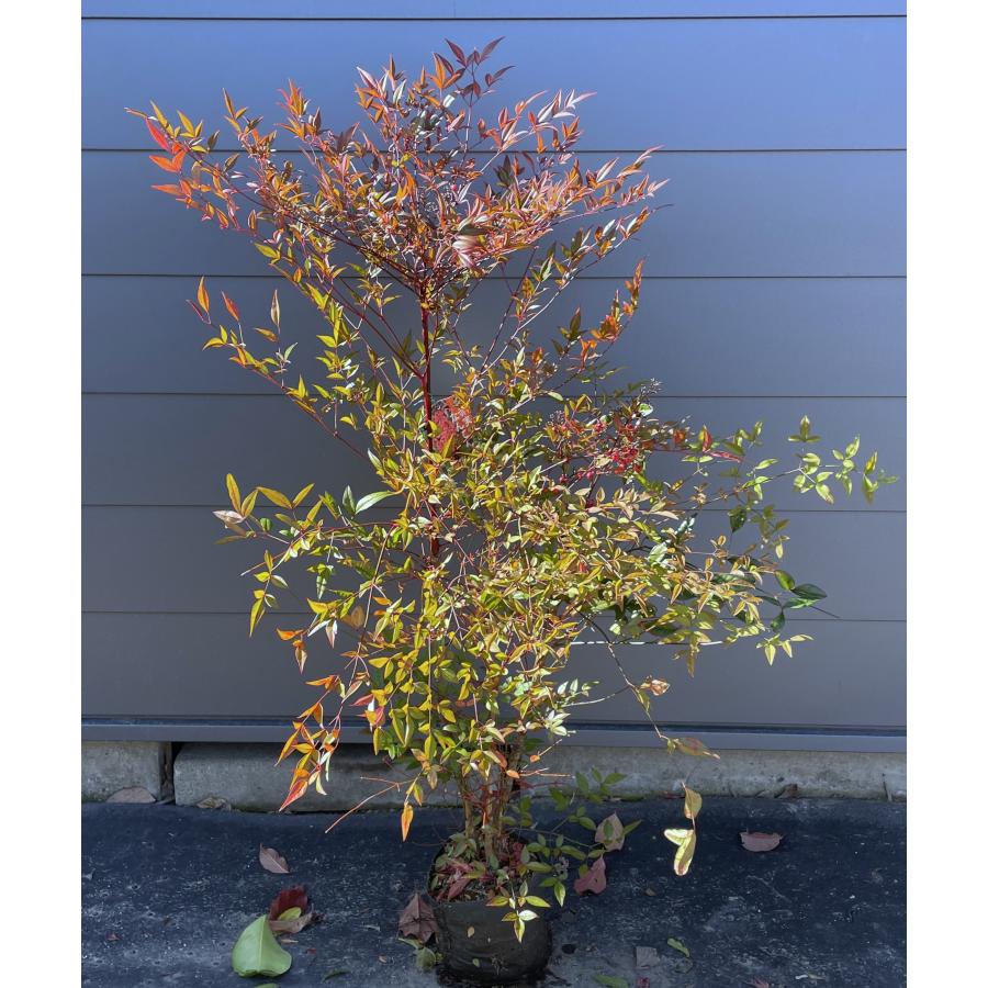 南天の木 赤ナンテン 株立ち 約1.3m 現品発送 特大株 植木 苗木 大苗