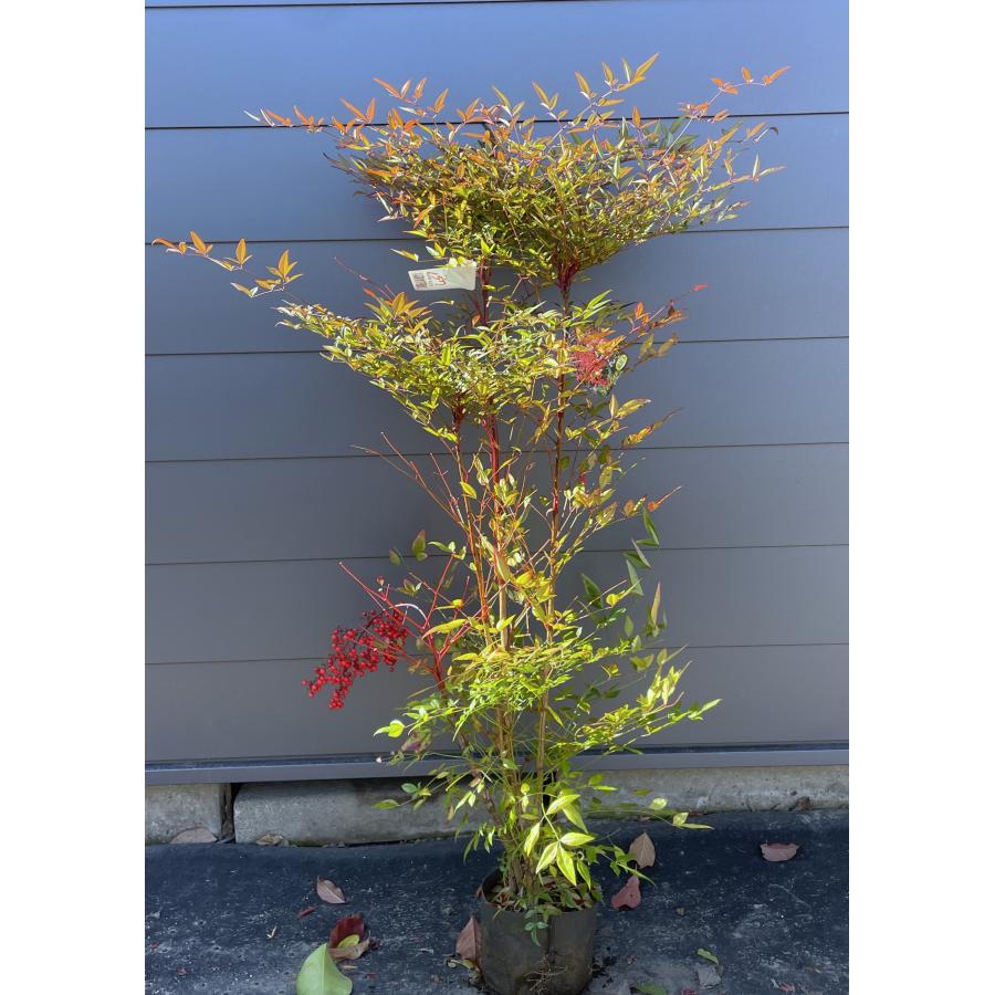 南天の木 赤ナンテン 株立ち 約1.3m 現品発送 特大株 植木 苗木 大苗