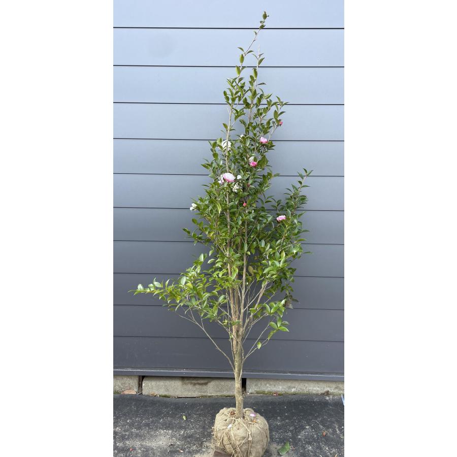サザンカの木 ゆめか 約2m 現品発送 特大株 八重ピンク花山茶花 植木