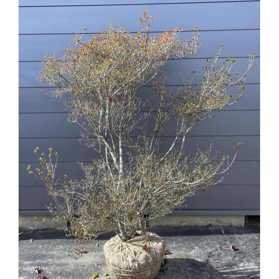 紫花 八重咲きツツジ 胡蝶の舞 約1.6m 株立ち 現品発送 久留米ツツジ