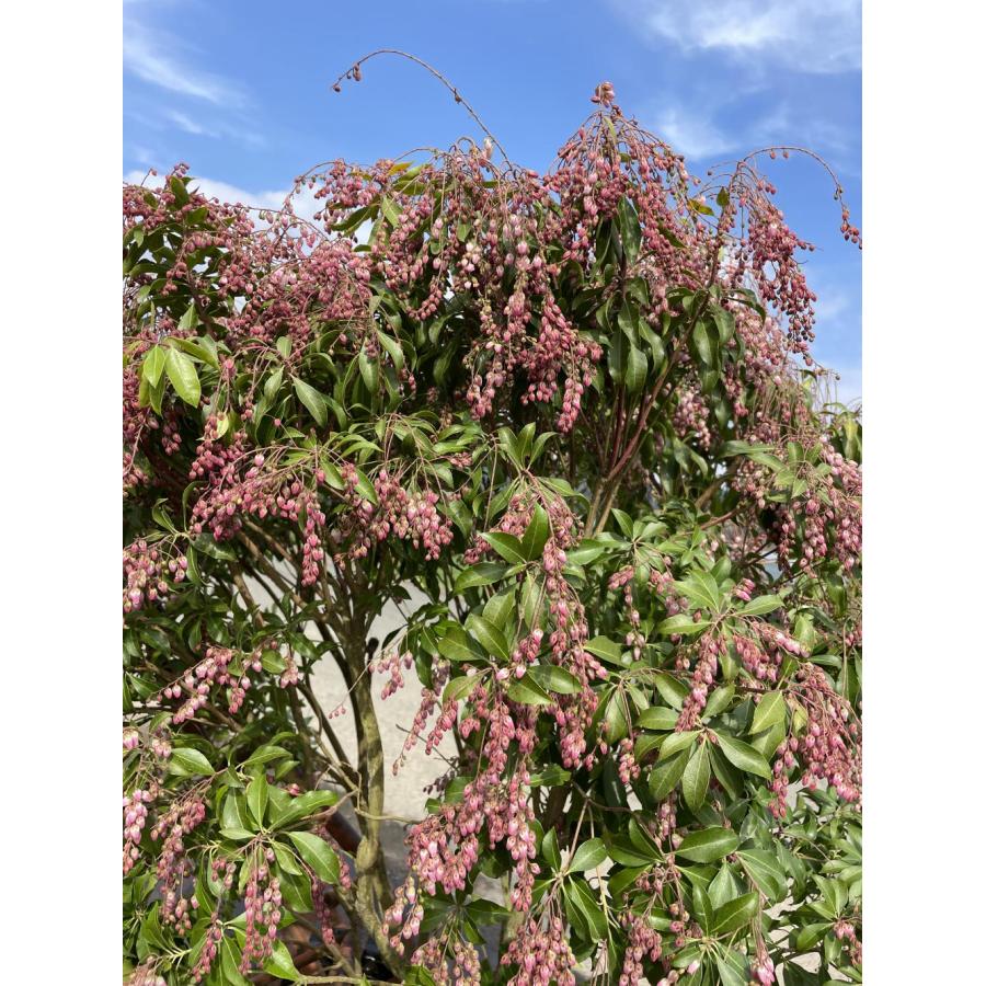 紅アセビ ピンク花 1.4m 現品発送 植木 苗木 大苗 紅アセビ 赤花