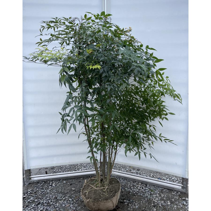 南天の木 白ナンテン 株立ち 約1.4m 現品発送 豪華株 特大株 植木