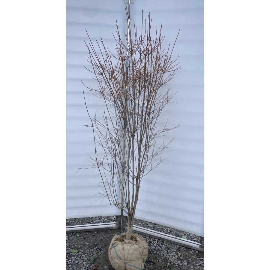 ドウダンツツジ　白花　/ 467 ドウダンツツジ 白花 / 467