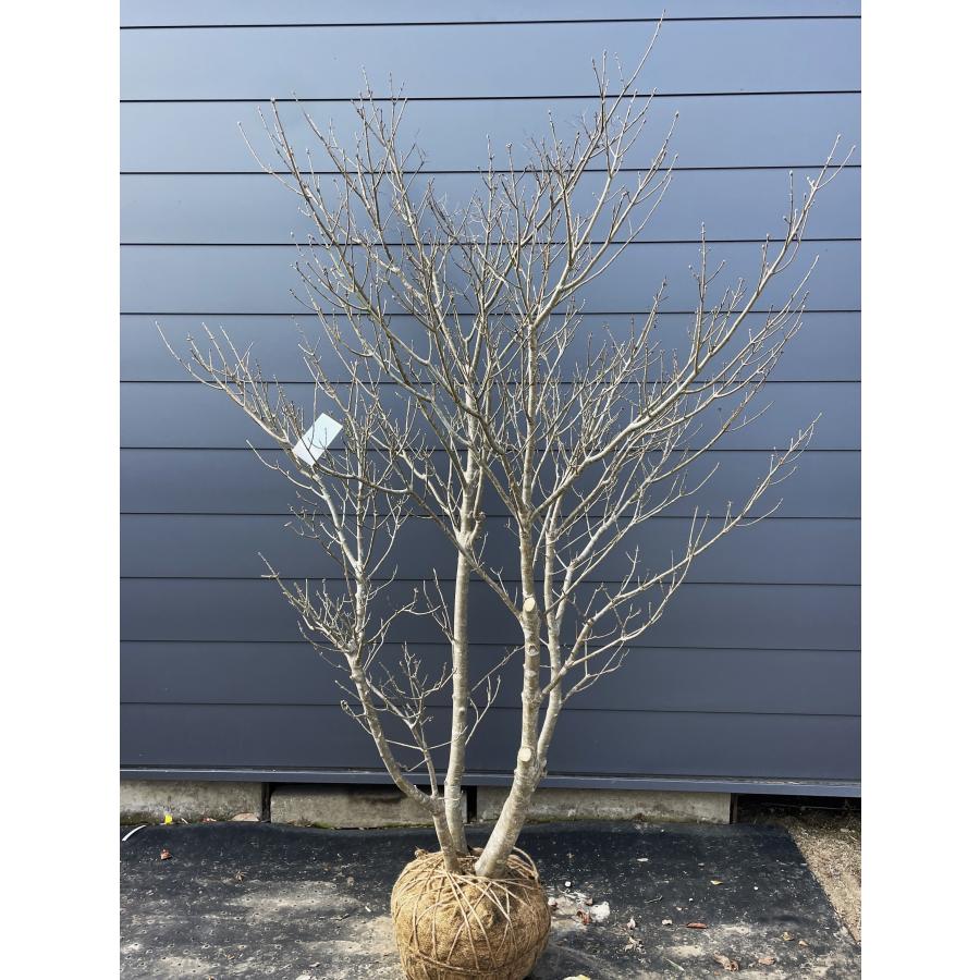 希少種 コバアオダモ 株立ち 約2.3m 現品発送 一点物 超特大株 植木 