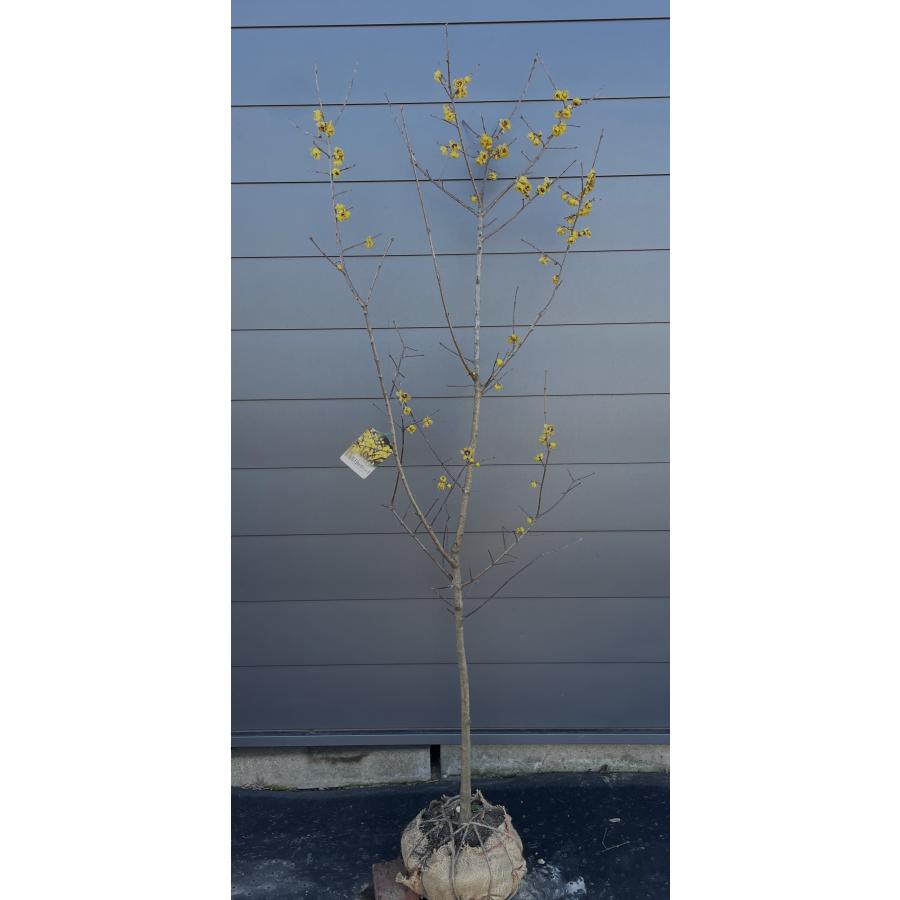 満月ロウバイ 約2m 現品発送 超特大株 植木苗木大苗 満月蝋梅 冬に