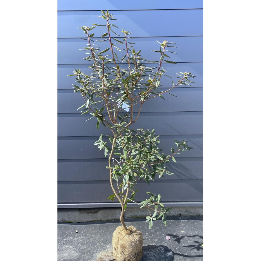 ピンクと黄花2色咲きシャクナゲ アンキャリー 約1.6m 現品発送 花色が