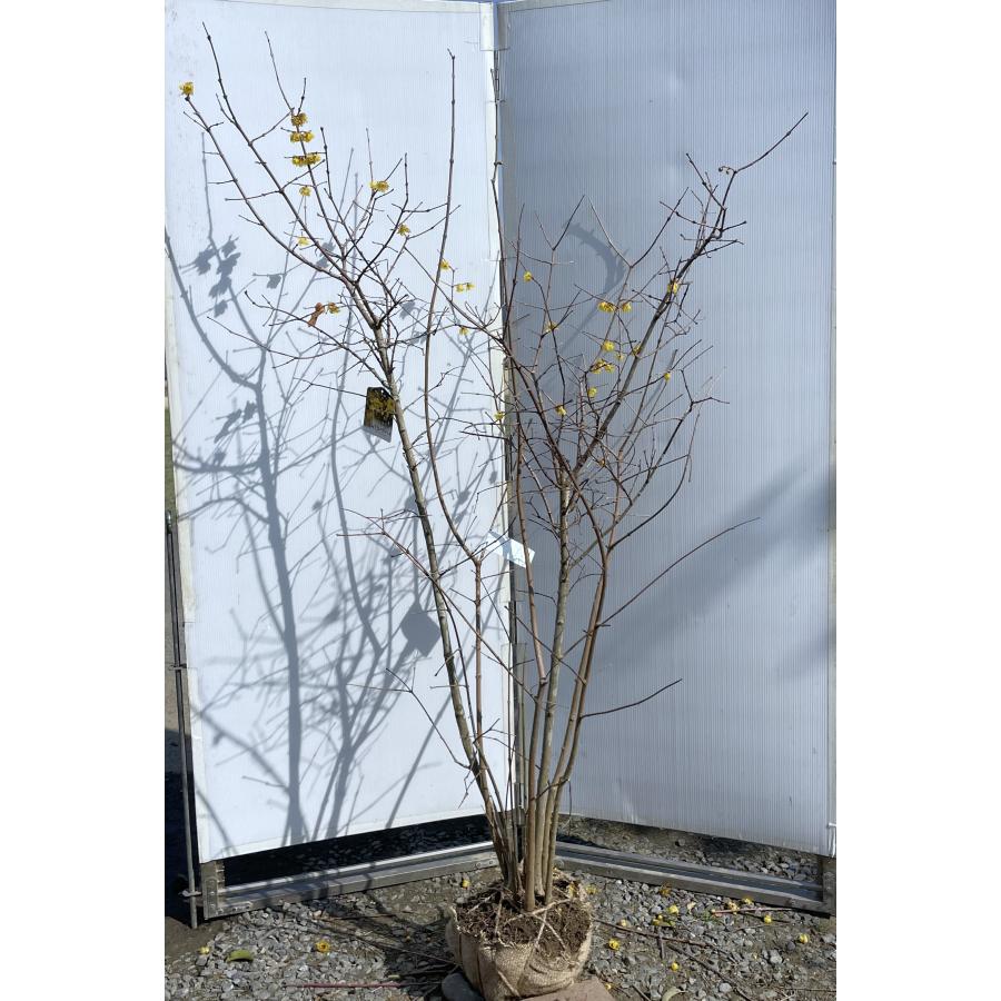満月ロウバイ 6本株立ち 約1.8m 現品発送 豪華株 超特大株 植木苗木