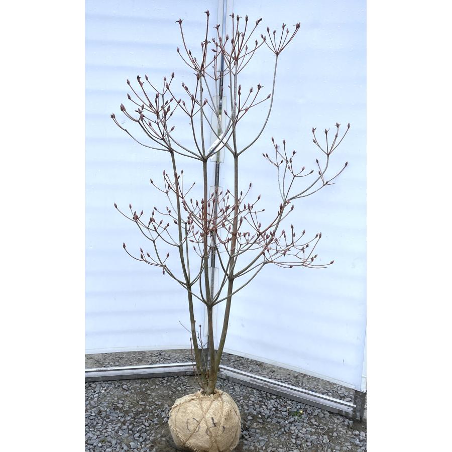 オンツツジ 株立ち 約1.6m 現品発送 オレンジ花のミツバツツジ 超希少