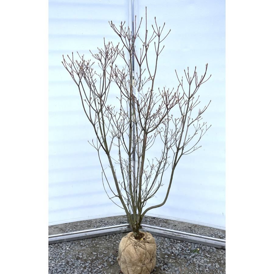 白花ミツバツツジ 株立ち 約1.5m 現品発送 特大植木苗木 白三つ葉