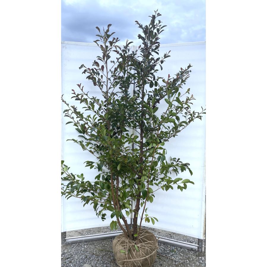 榊の木譲ってほしいかたいませんか？ 榊 サカキ 約1.9m 現品販売 特大株 植木 苗木 大苗 榊の木 本榊