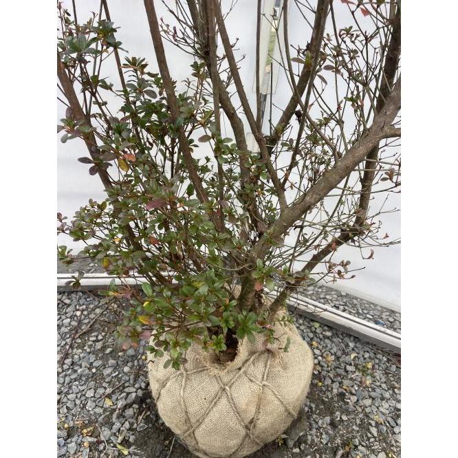 本霧島ツツジ 株立ち 約1.9m 現品発送 超特大株 植木苗木大苗 